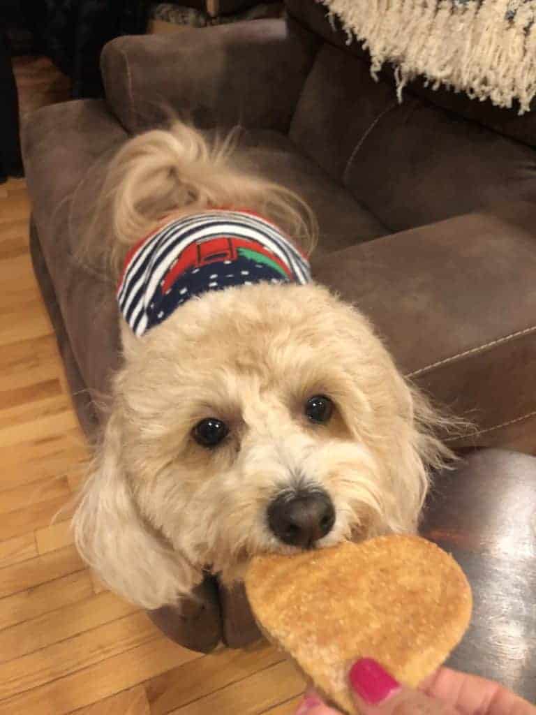 To show the dog eating the peanut butter biscuit