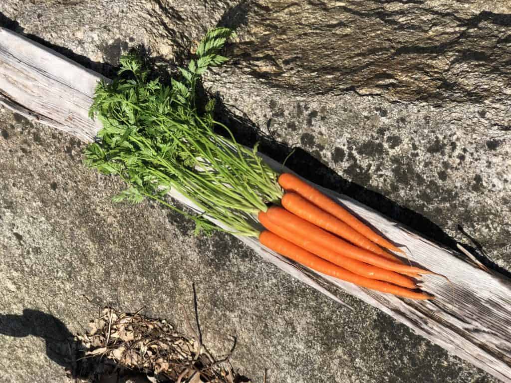 Organic Carrots sitting on a piece of driftwood on a rock