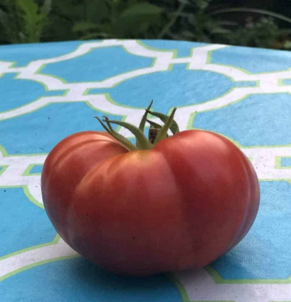 A garden tomato on a blue na white tablecloth