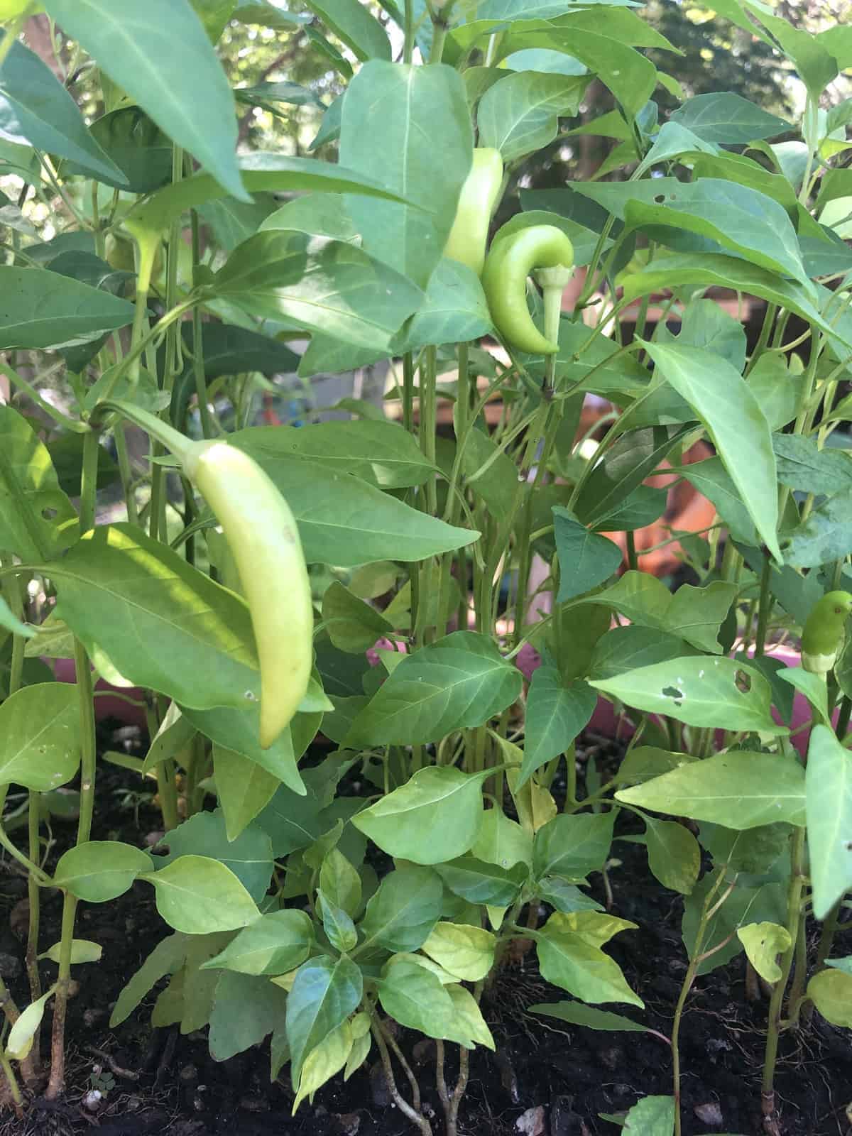 Hot Pepper Garden