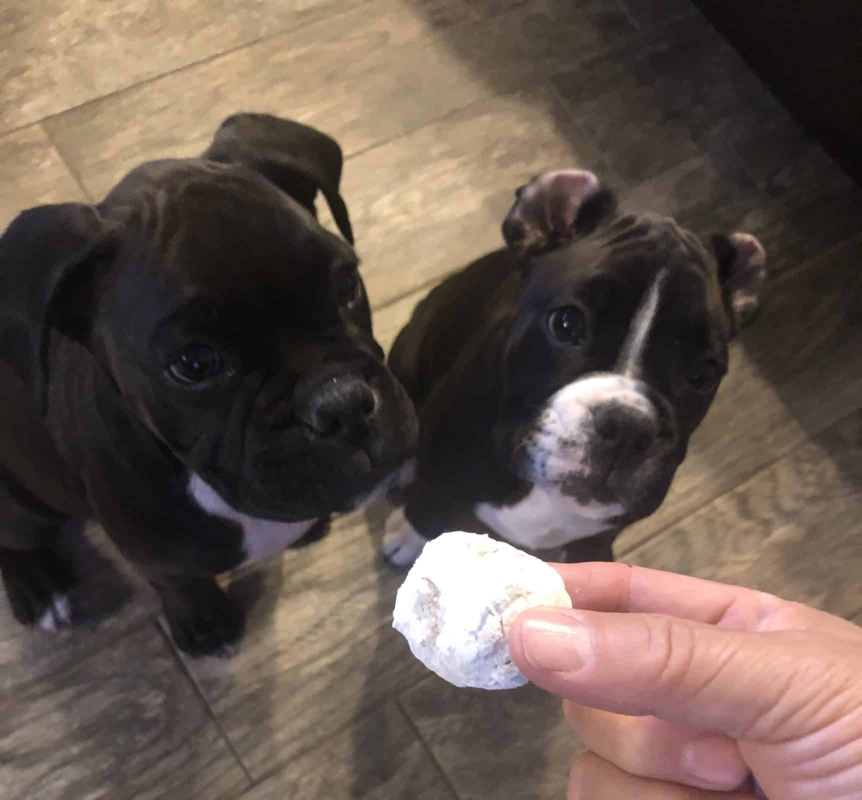 2  black and white Boxer puppies begging for a Beignet