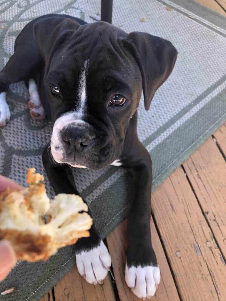 Puppy looks at cauliflower bites
