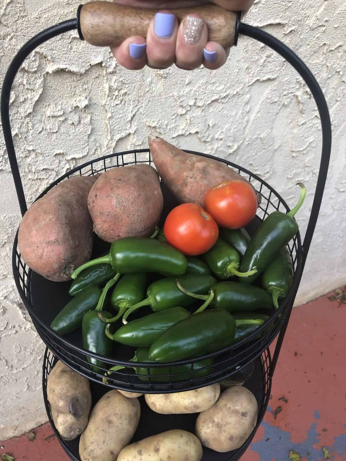A black metal mesh basket filled with Garden Picked Jalapeños 2 tomatoes and 3 sweet potatoes being held by a hand with purple nail polish on the nails