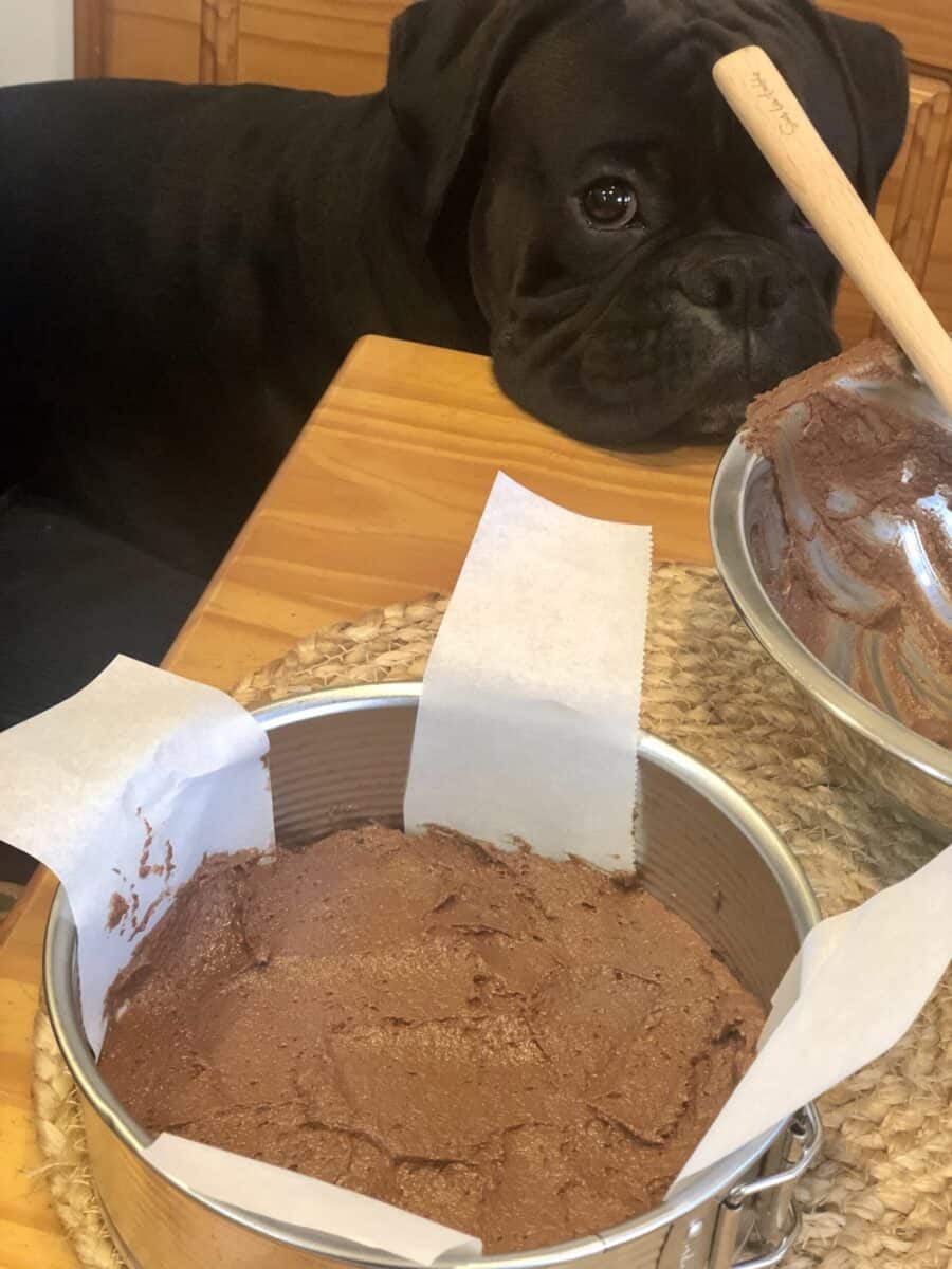  Black Boxer dog looking at Chocolate Cake Batter in stainless steel bowl with a wooden spoon in it