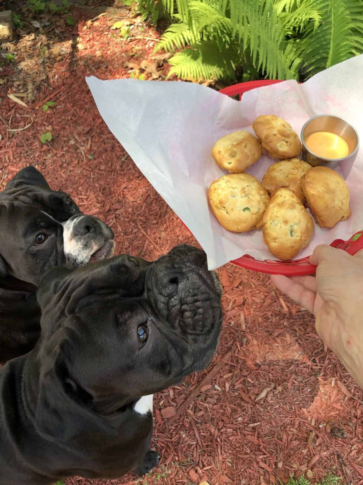 Two boxer Puppies sniffing a red basket with parchment paper full of  Air Fryer Hushpuppies in a garden
