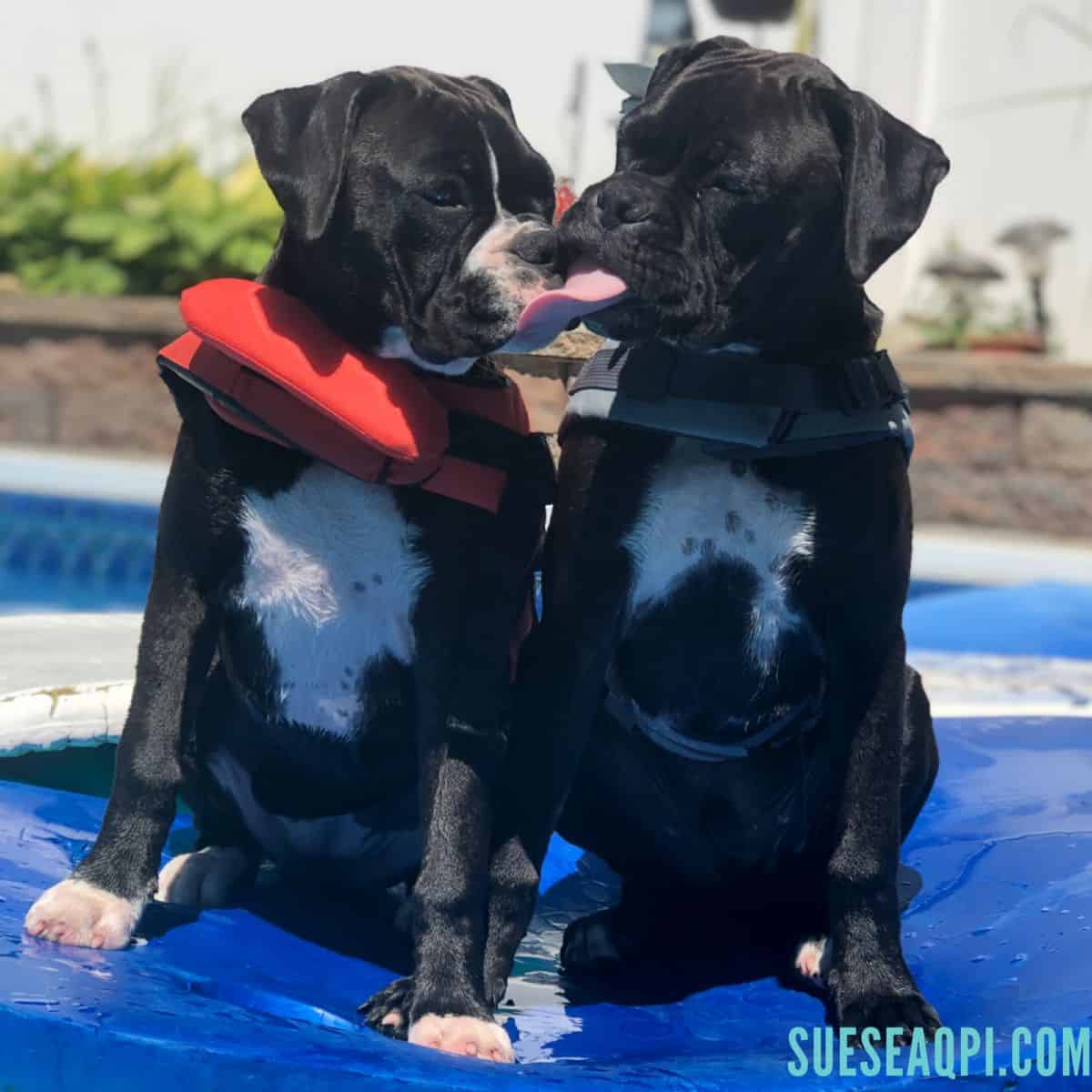 Two black boxer puppies in the pool
