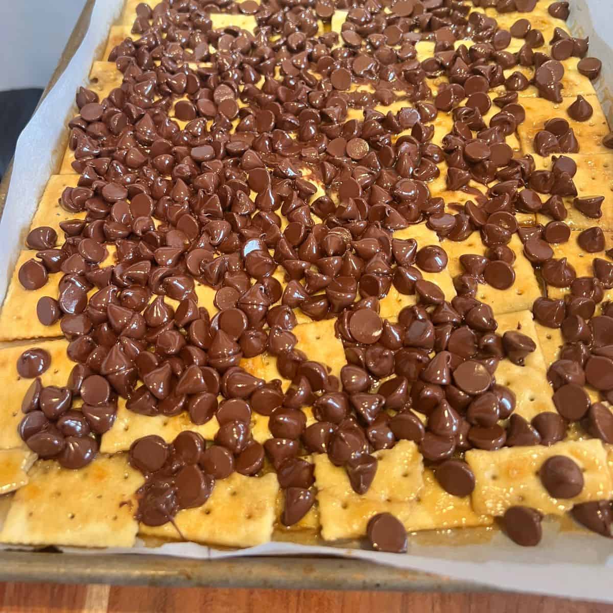 Chocolate chips on top of toffee covered saltine crackers
